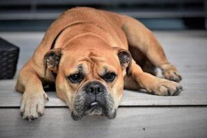Chien qui mange du chocolat : que faire ?