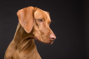 Le comportement du chien après une opération