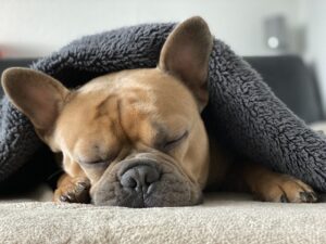 Mon chien semble déprimé après une intervention chirurgicale. Est-ce normal ?