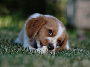 Chiot qui aboie : comment le dresser ?