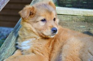 Escalier pour chien