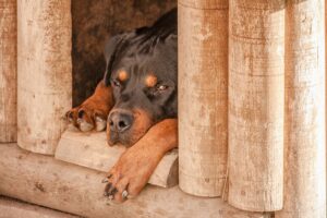 Niche pour chien de luxe