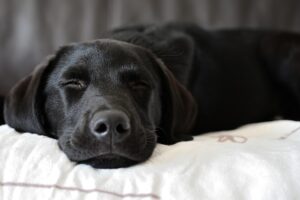 Matelas pour chien [Guide complet]