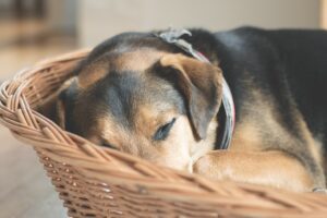 Panier pour chien