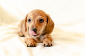 Tapis de léchage pour chien