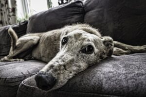 Caméra pour chien [Guide]