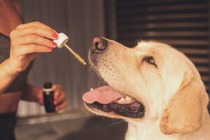 Huile de coco pour chien [Guide 2023]