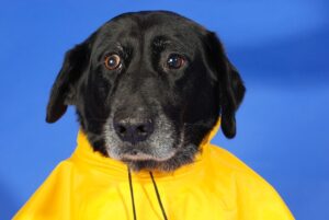 Imperméable pour chien [Guide]