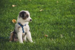 Mon chien mange de l’herbe : tout savoir