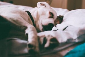 La grossesse de votre chienne semaine par semaine
