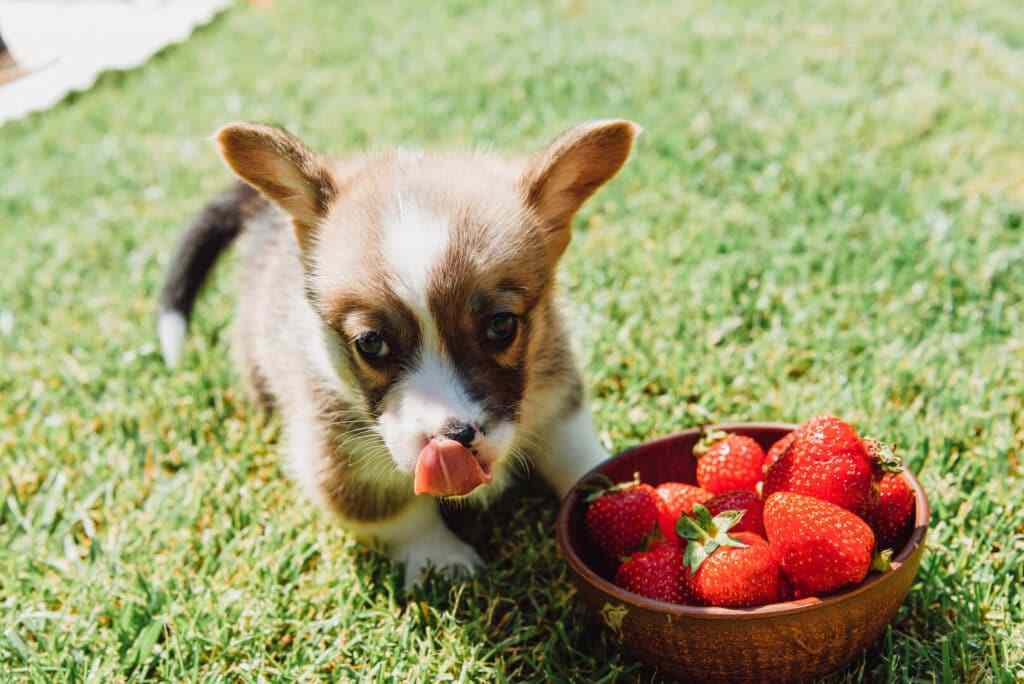 Mon chien peut-il manger de la fraise ?