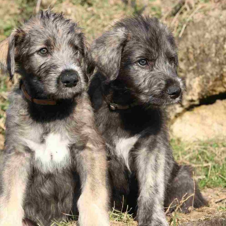 Kit tapis point noué 3 chiots - Vervaco