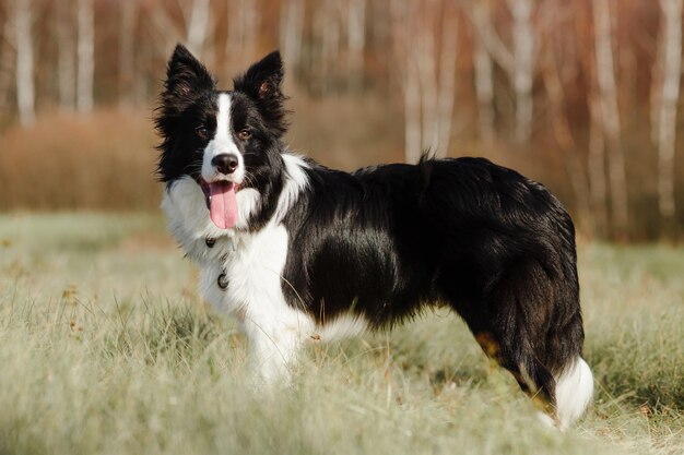 Les Meilleures Niches Pour Border Collie Duquer Mon Chien