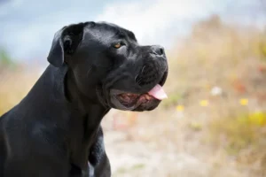 Les meilleures niches pour Cane Corso