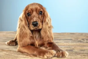 Les meilleurs harnais pour Cocker Anglais
