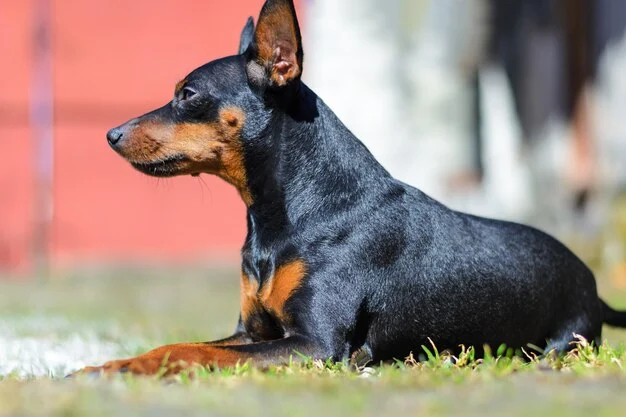 pinscher