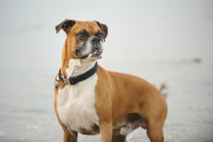 Les meilleurs harnais pour Bulldog Continental