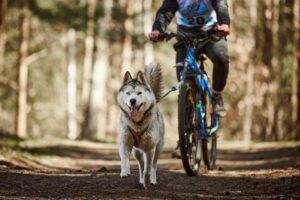 Les meilleures barres de cani vtt en 2025