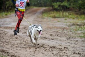 Les meilleurs baudriers de canicross en 2025