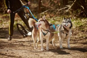 Les meilleures cani trottinette en 2025