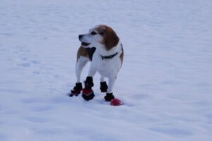 Les meilleurs chaussons pour chien en 2025
