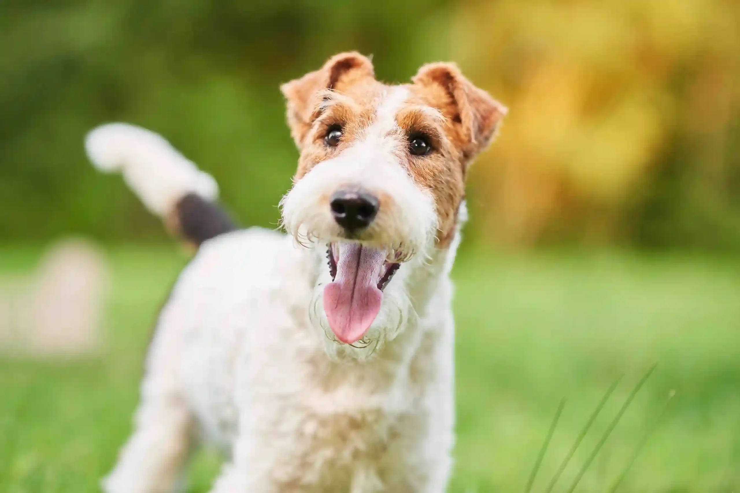 Les bénéfices des compléments alimentaire pour chien