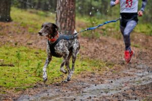 Les meilleures laisses pour canicross en 2025