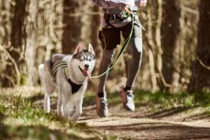 Les meilleures laisses pour chien main libre en 2025