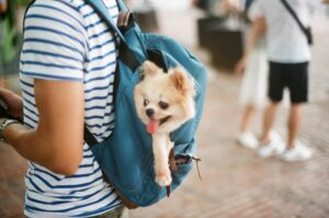 Les meilleurs sacs à dos pour chien en 2025