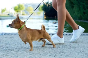 Chien qui tire en laisse : comment le gérer ?