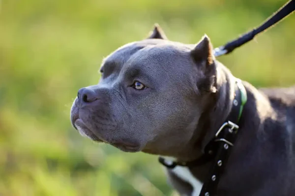 American Bully