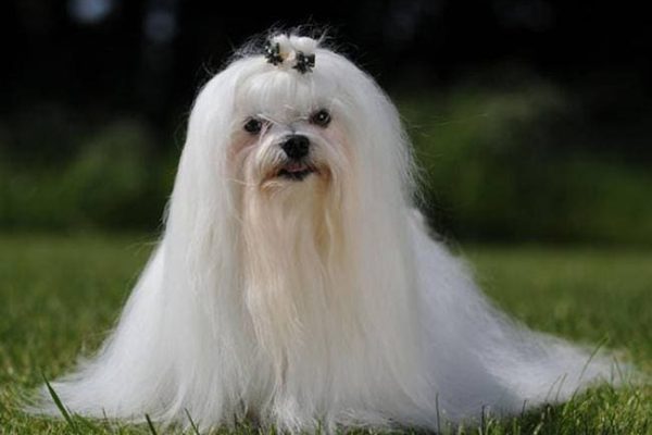 Bichon maltais