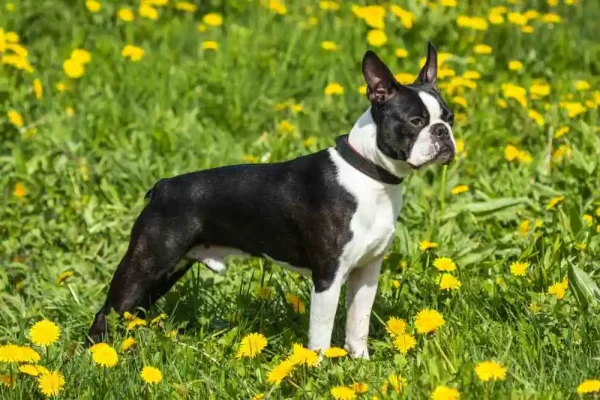 Boston terrier