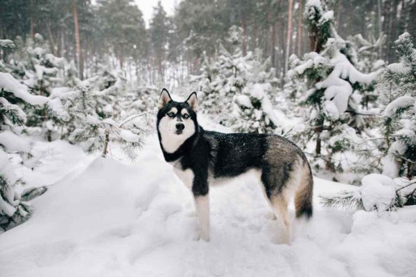 Husky de sibérie