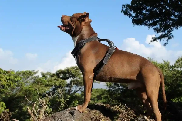 Staffordshire-Bull-Terrier