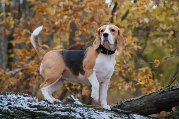 beagle