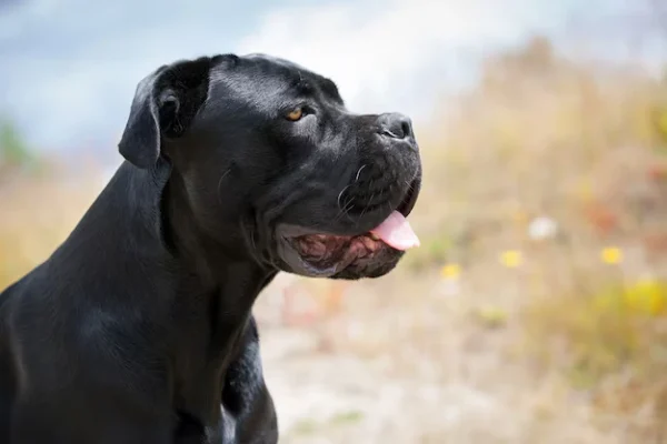 cane corso