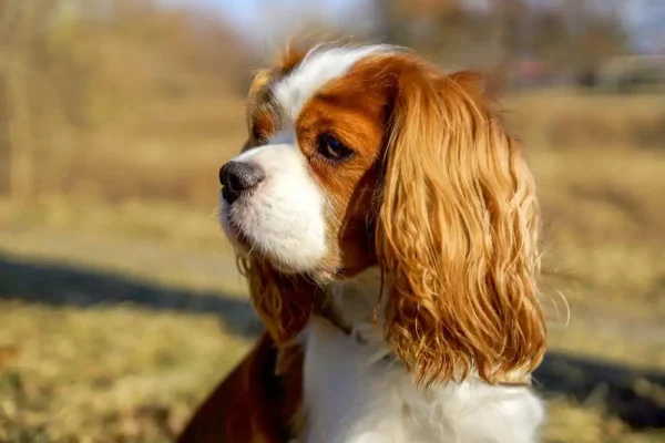 cavalier king charles