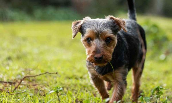 croquette chien senior