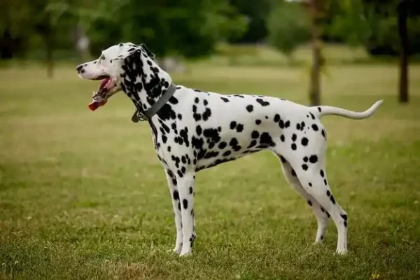 dalmatien