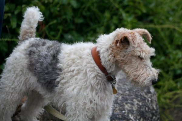fox terrier poil long