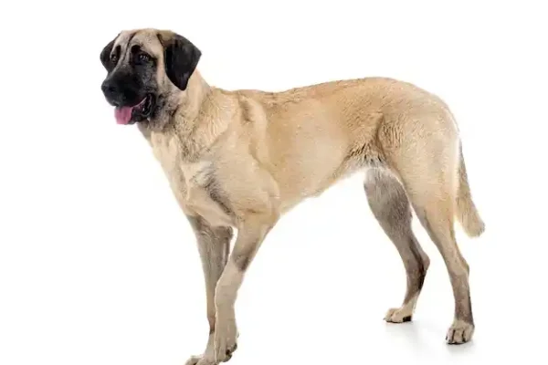 kangal