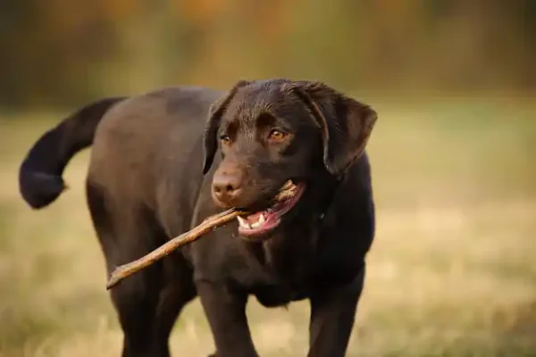 labrador-retriever