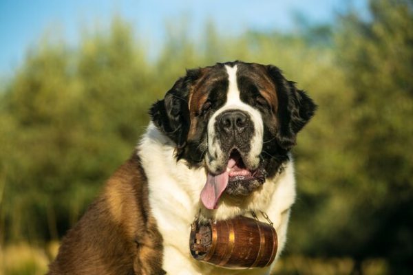 saint bernard