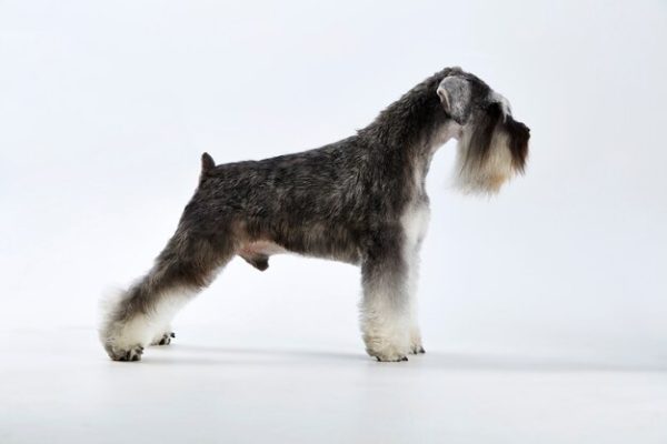 schnauzer