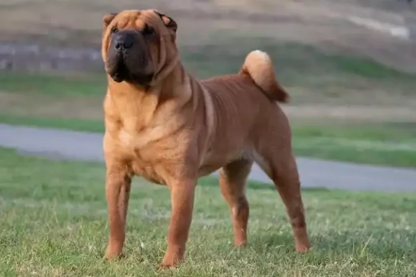 shar pei